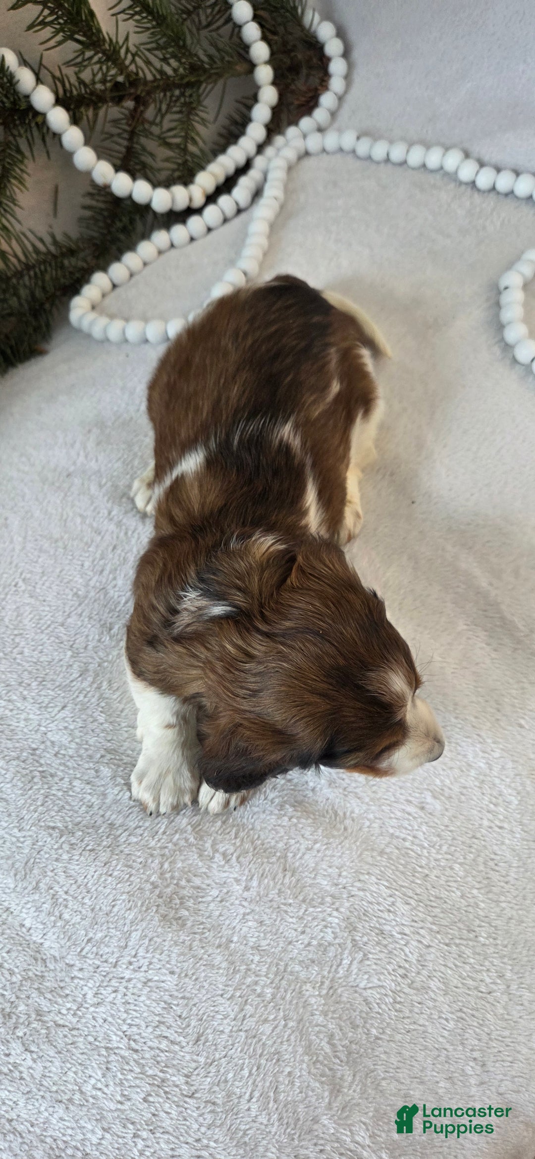 Miniature Dachshund dogs for sale: Peppermint  - Ad 13