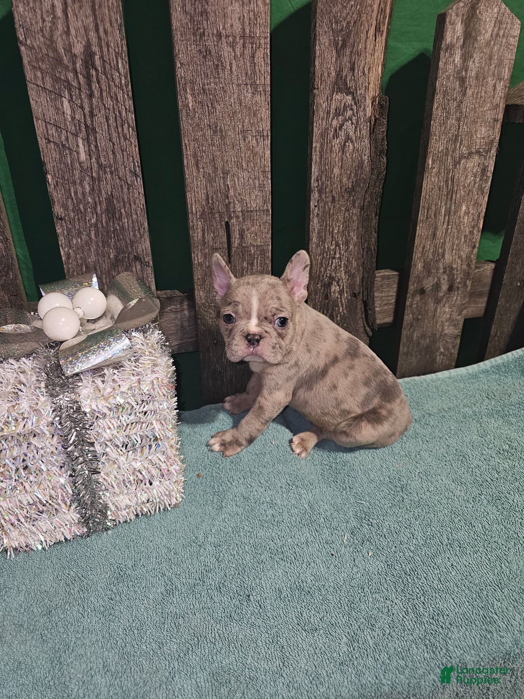 Frenchton dogs for sale: Winston  - Ad 1