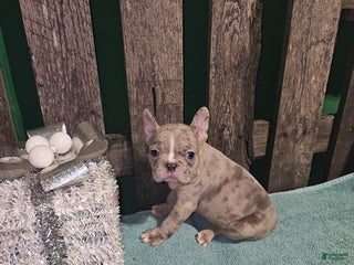 Frenchton dogs Winston - Ad 6