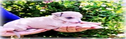 Italian Greyhound dogs for sale: Zinnia - Ad 4