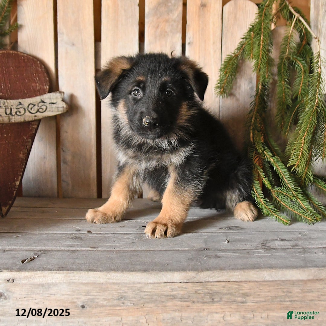 German Shepherd dogs for sale: Shad  - Ad 1
