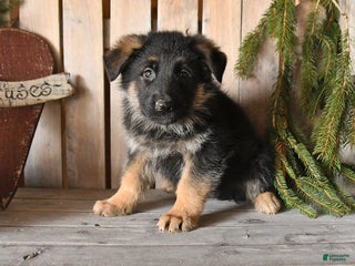 German Shepherd dogs Shad - Ad 4