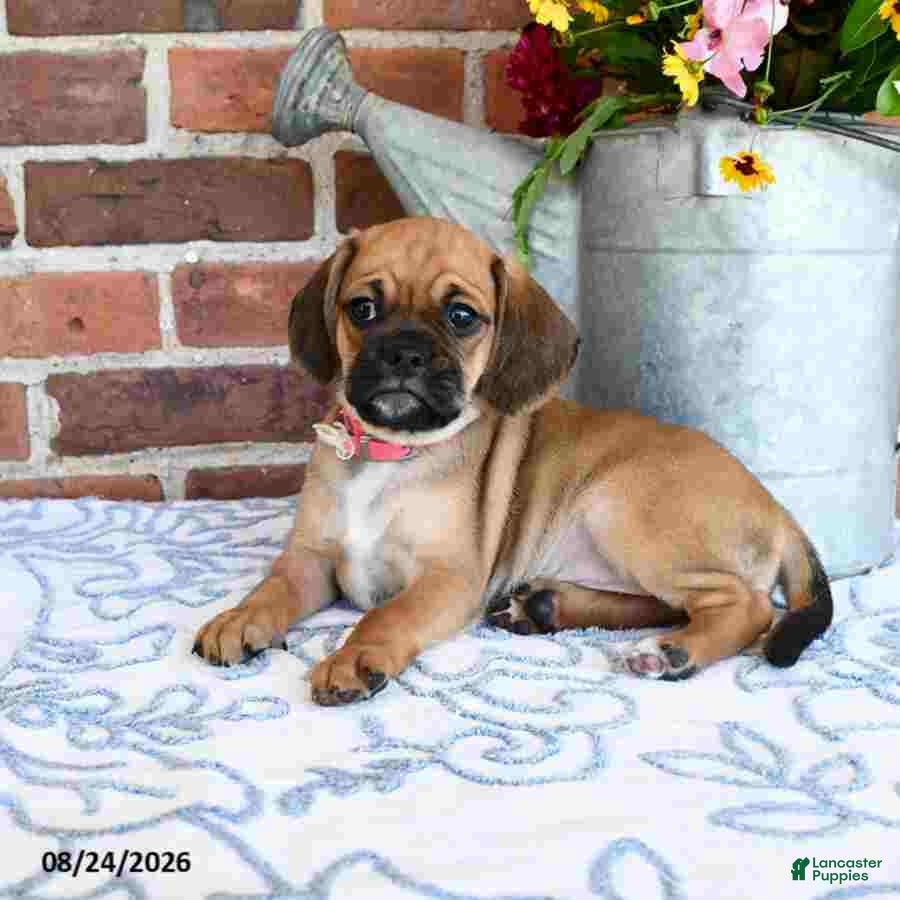 Puggle dogs Sophy - Ad 2