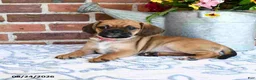 Puggle dogs for sale: Sophy - Ad 2