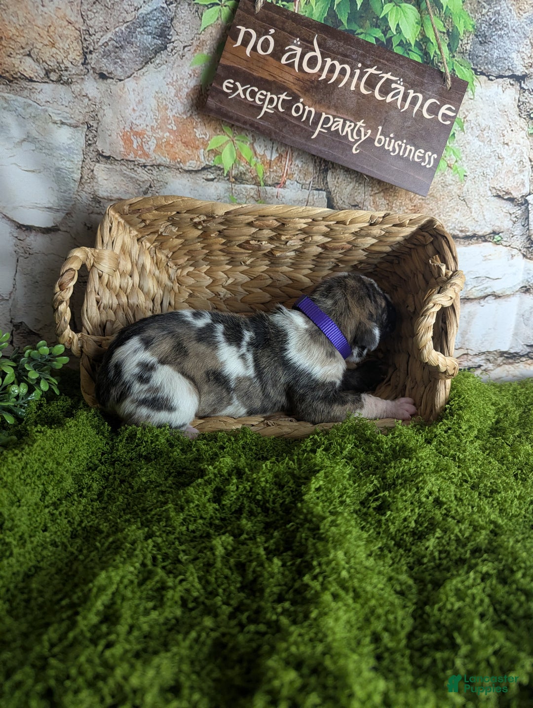 Great Dane dogs for sale: Galadriel Brindlequin Female Great Dane Puppy  - Ad 2