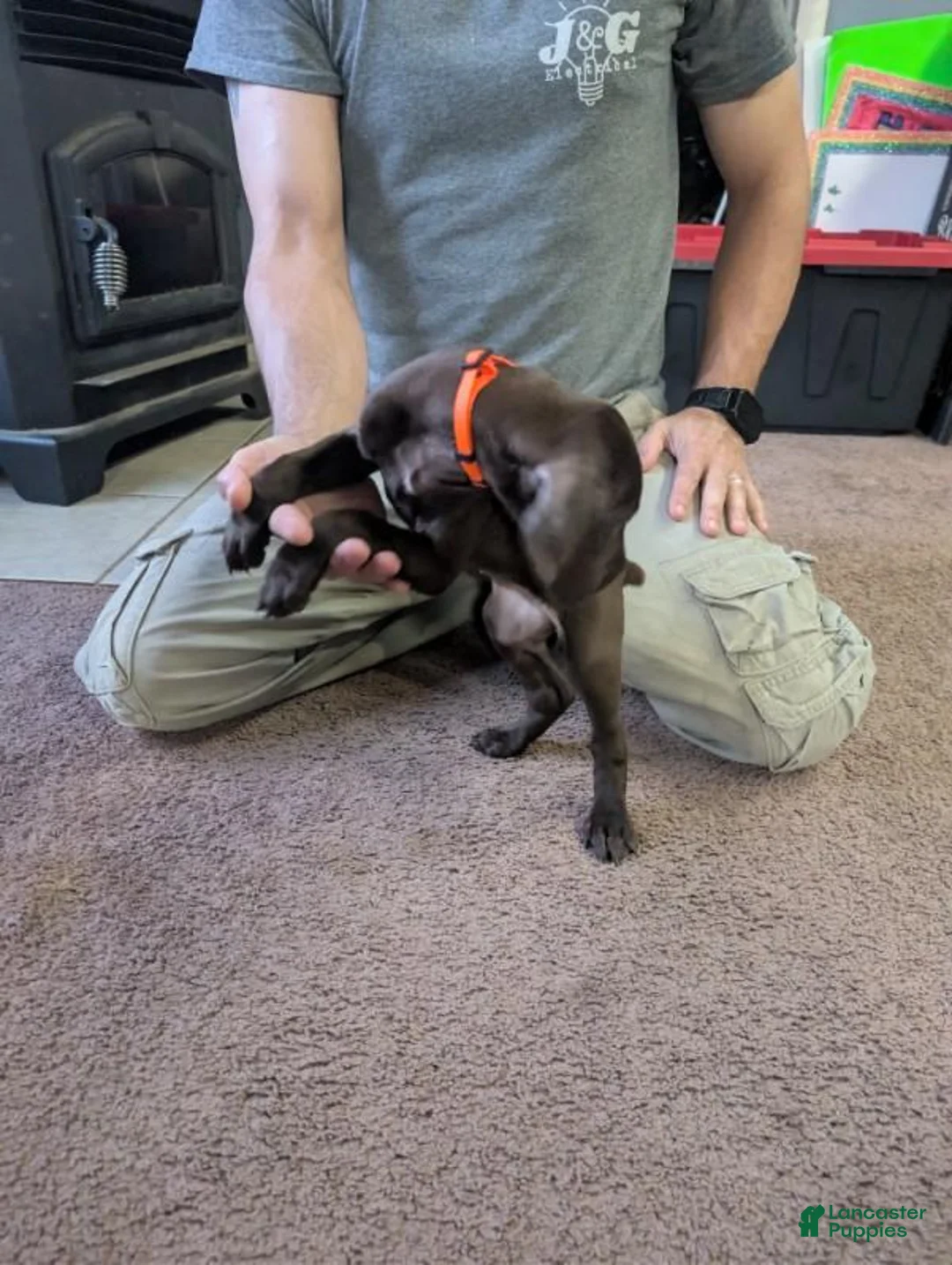 German Shorthaired Pointer dogs for sale: German Shorthaired Pointer Puppy 3 - Ad 2