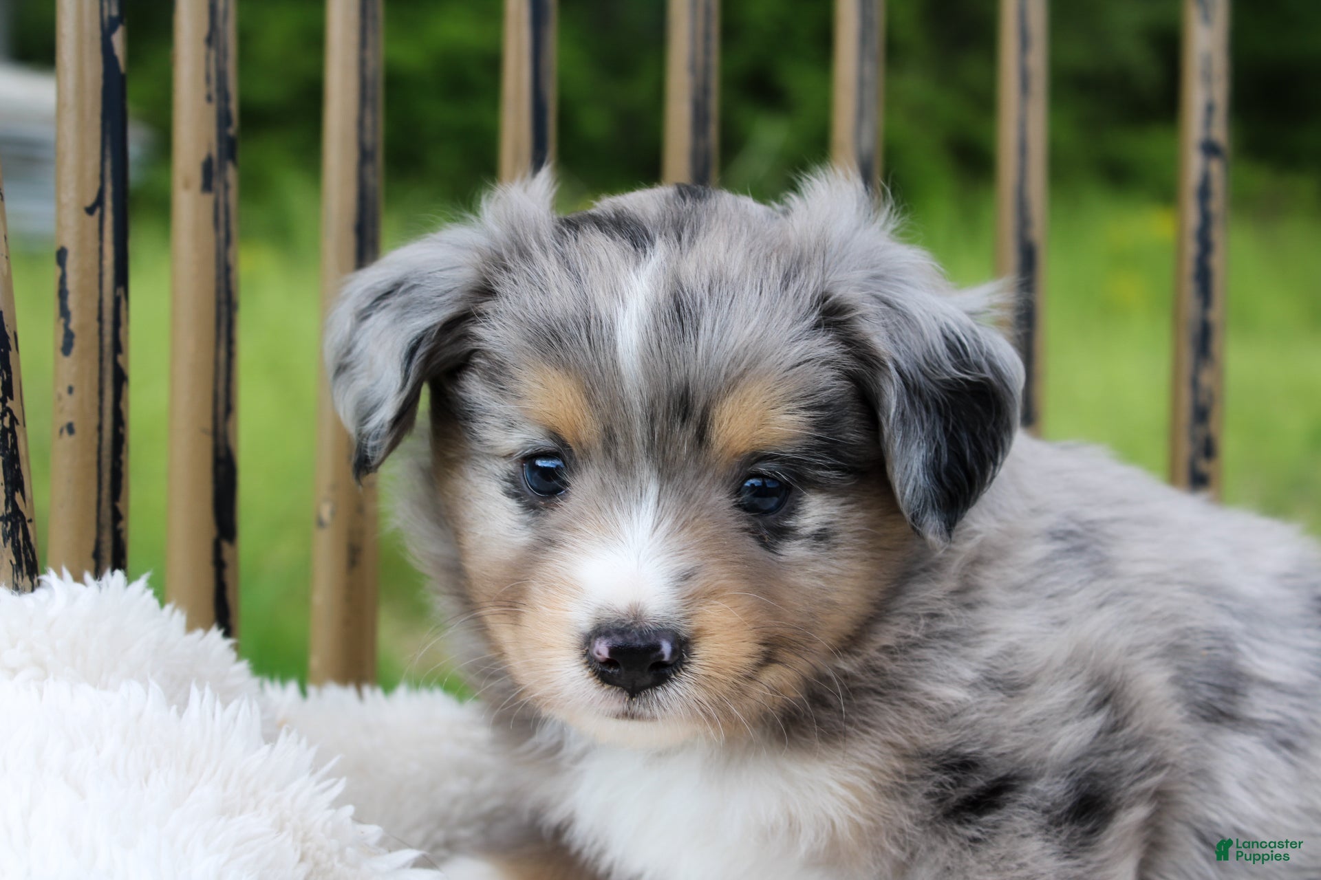 Miniature Australian Shepherd dogs Glacier - Ad 1