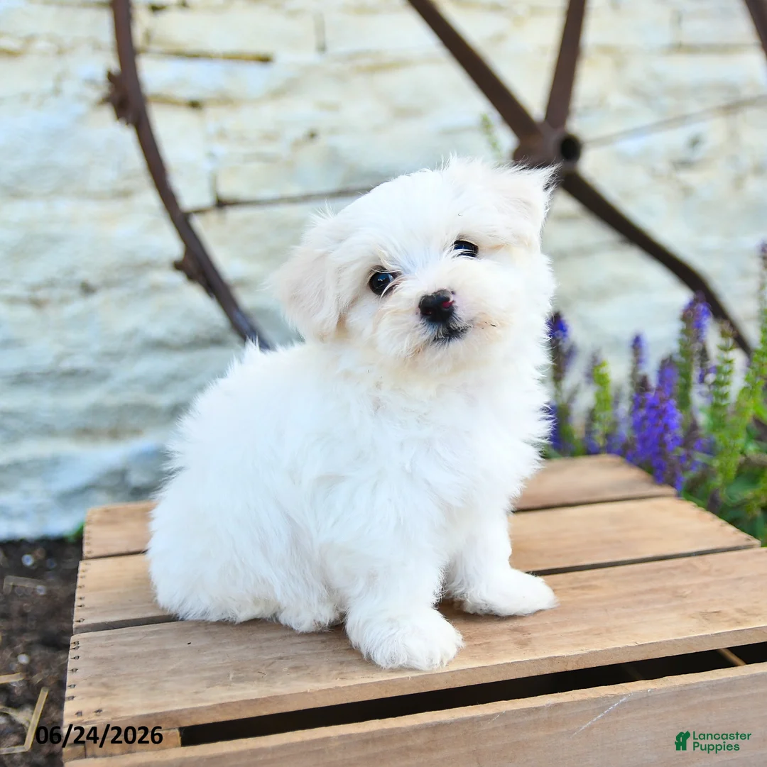 Mixed Breed dogs for sale: Ottis - Ad 2