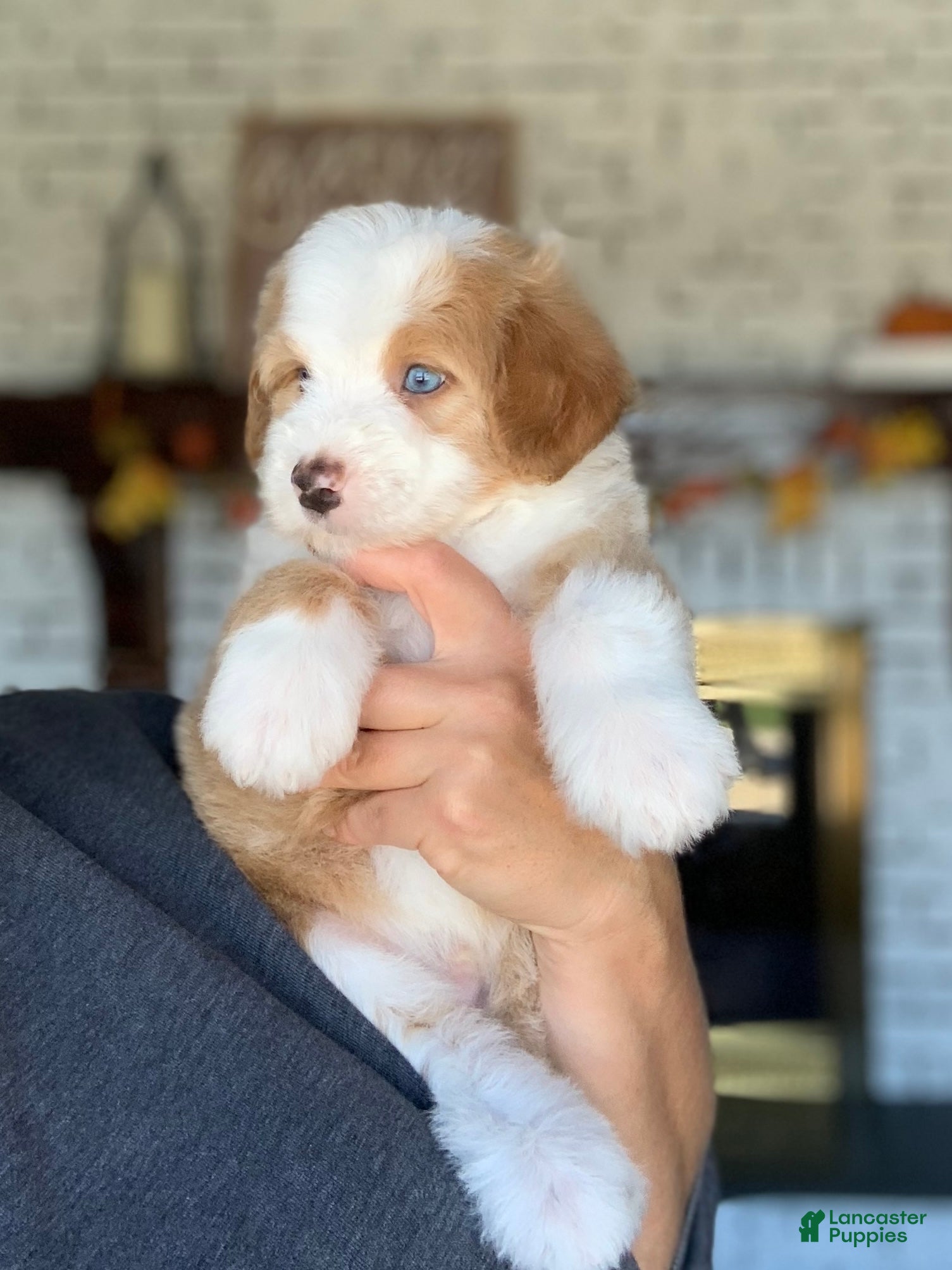Bernedoodle dogs for sale: Blue - Ad 2