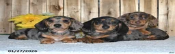 Miniature Dachshund dogs for sale: Walter - Ad 2