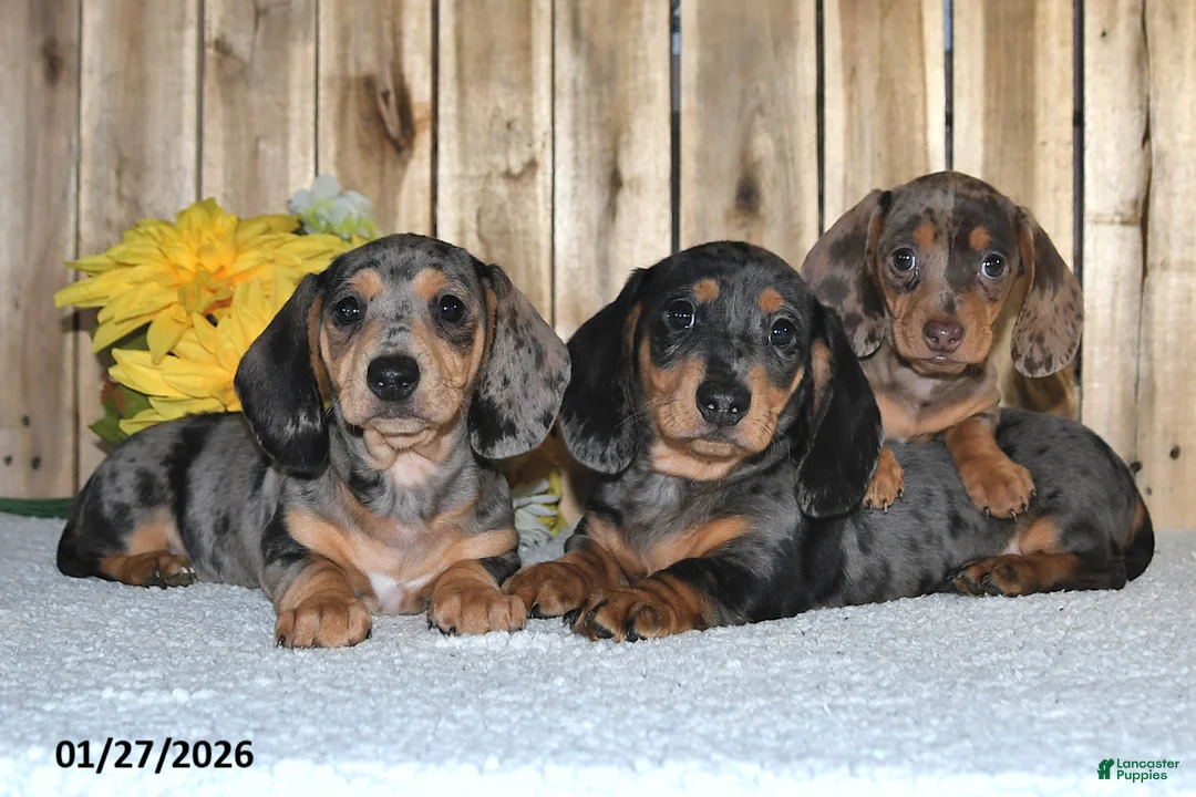 Miniature Dachshund dogs for sale: Walter - Ad 2