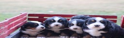 Bernese Mountain Dog dogs for sale: Anastasia  - Ad 3