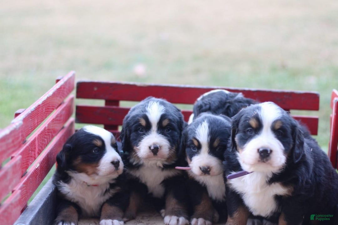 Bernese Mountain Dog dogs for sale: Anastasia  - Ad 3