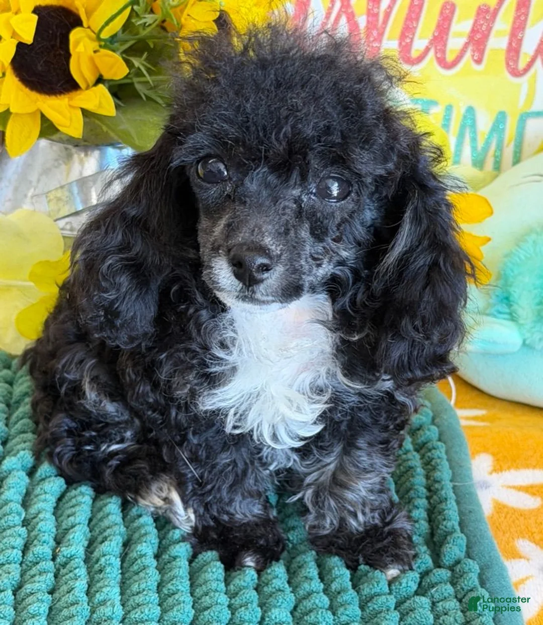 Toy Poodle dogs for sale: Cory - Ad 3