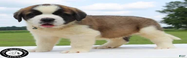 Murphy - AKC Champion Bloodlines