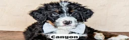 Bernedoodle dogs for sale: Canyon - Ad 7