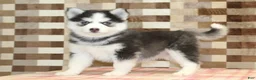 Pomsky dogs for sale: Ice - Ad 1