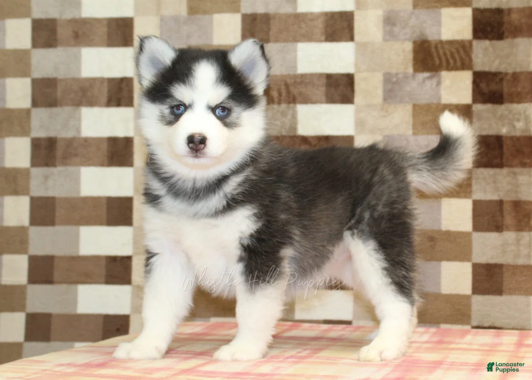 Pomsky dogs for sale: Ice - Ad 1