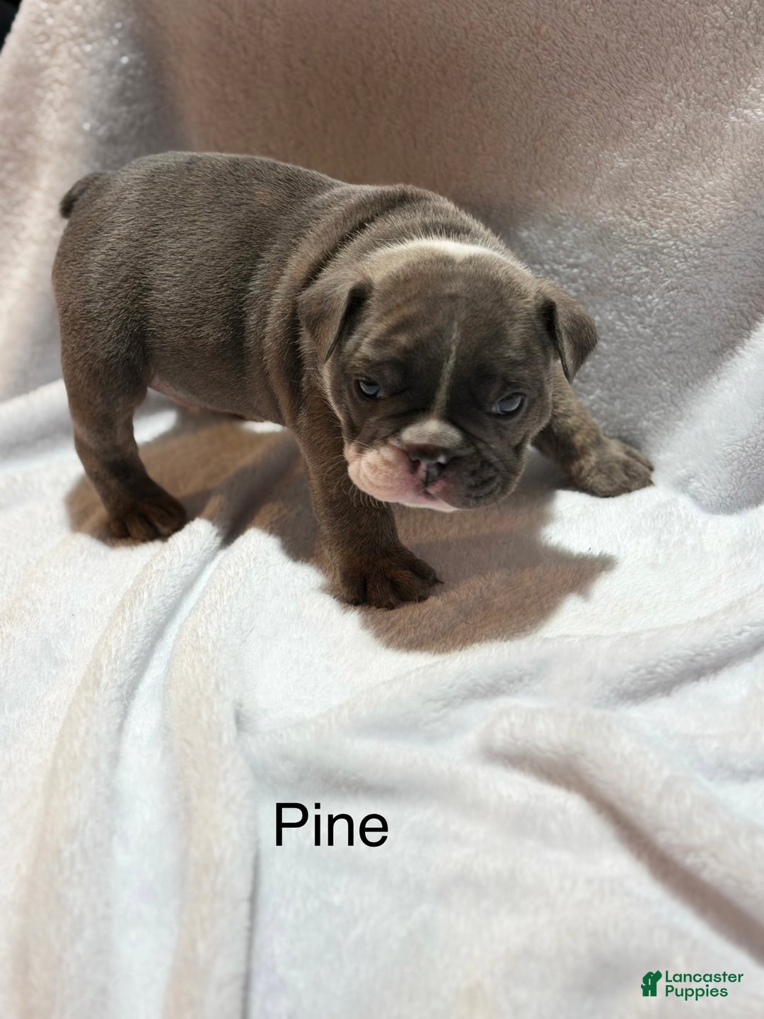English Bulldog dogs for sale: English Bulldog Puppy 3 - Ad 1