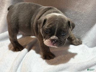 English Bulldog dogs English Bulldog Puppy 3 - Ad 12
