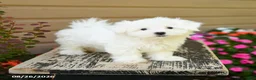 Maltese dogs for sale: Cody - Ad 3