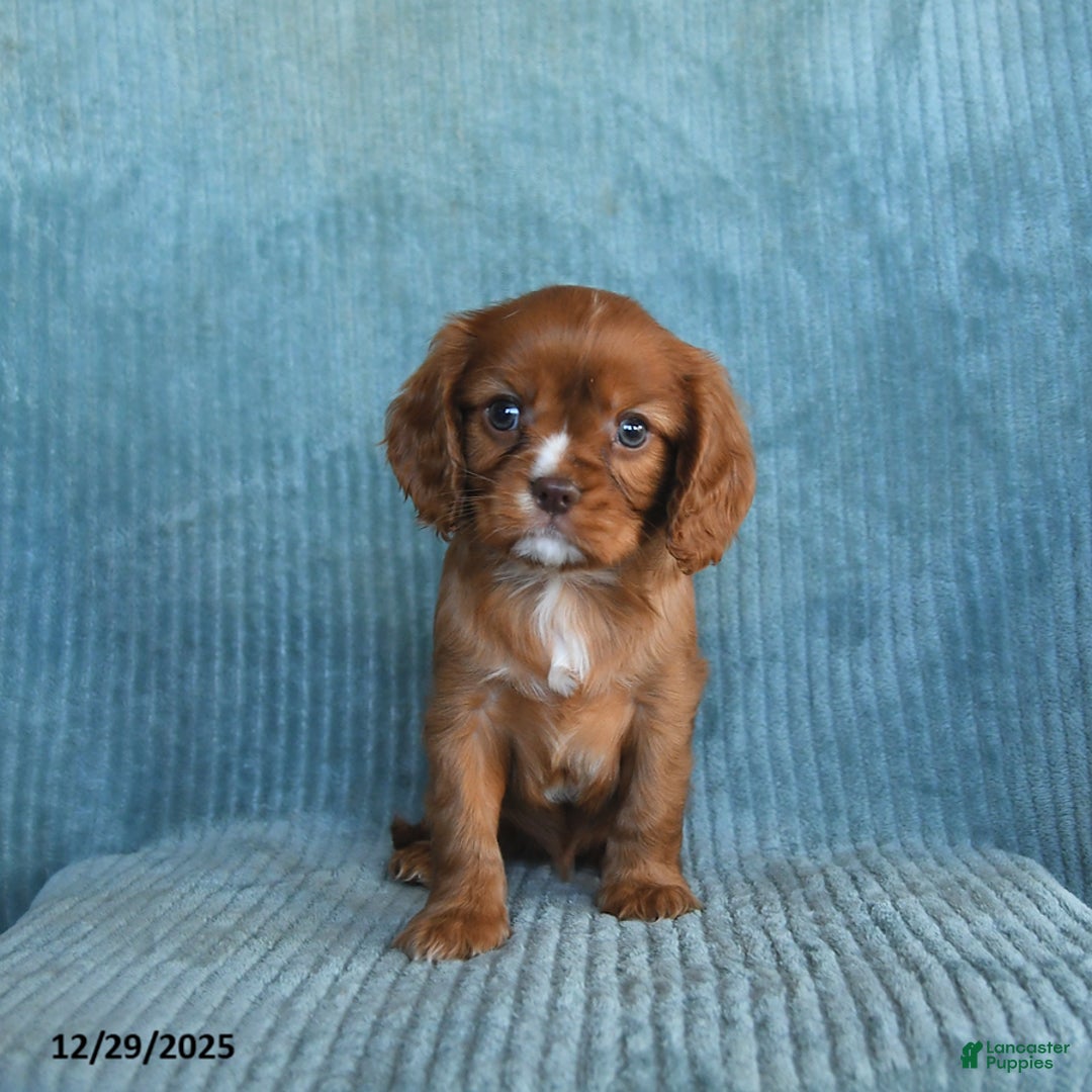 Cavalier King Charles Spaniel dogs for sale: Copper - Ad 4