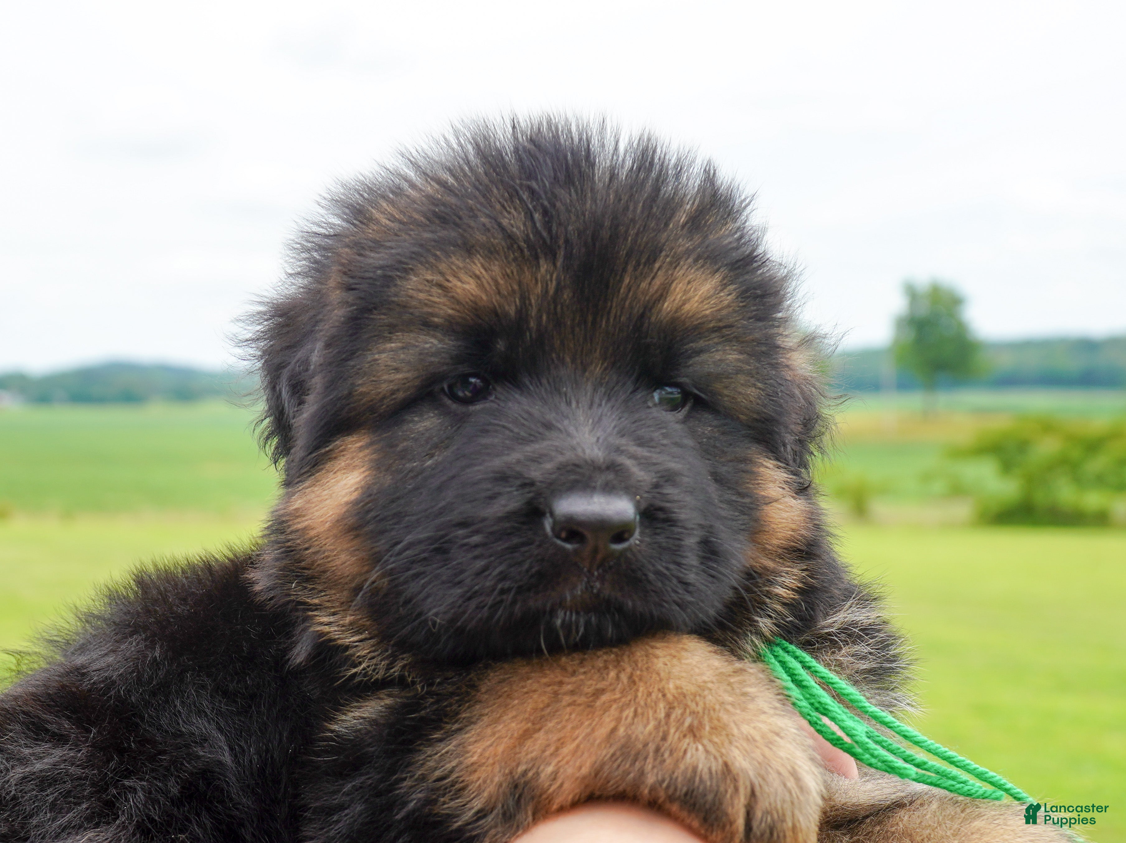 German Shepherd dogs German Shepherd Puppy male green collar - Ad 23