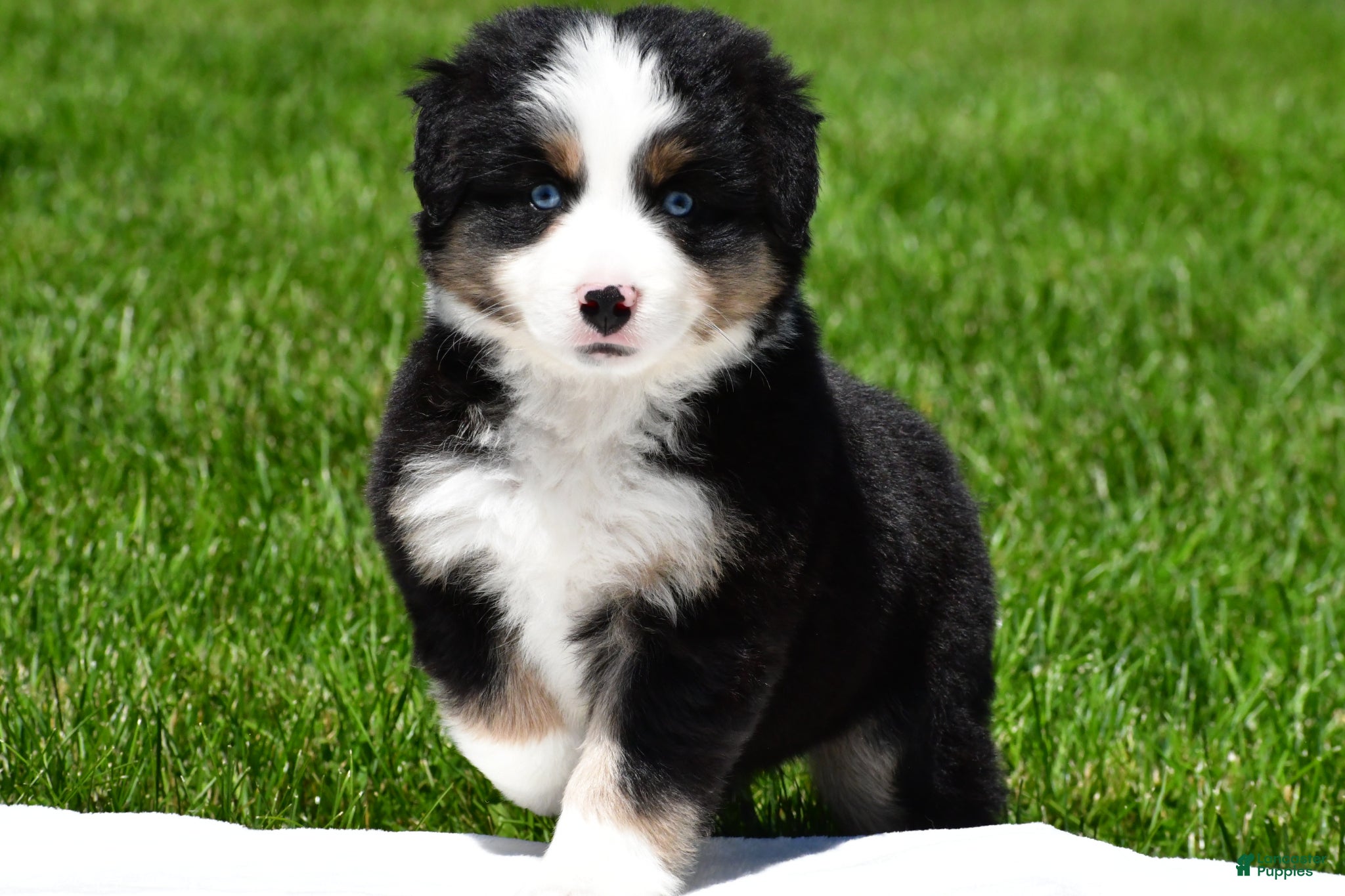Miniature Australian Shepherd dogs for sale: Connie - Ad 12