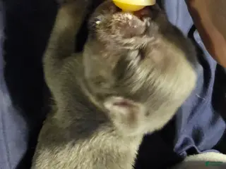 French Bulldog dogs for sale: Lip/hold - Ad 3