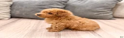 Miniature Poodle dogs for sale: Rory - Ad 5