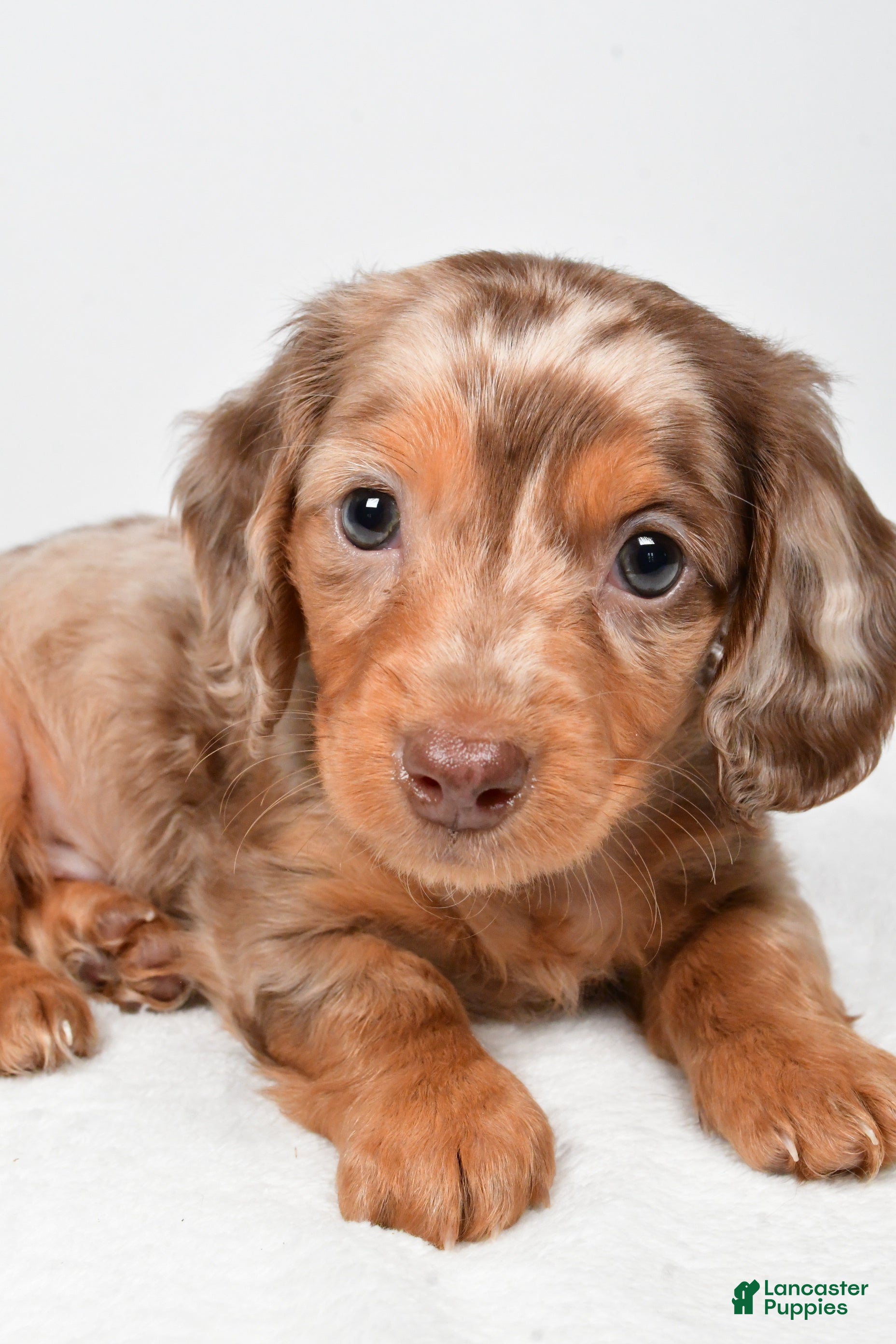 Miniature Dachshund dogs Mitchell - Ad 2