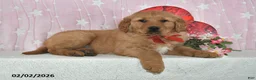Golden Retriever dogs for sale: Rocket - Ad 4