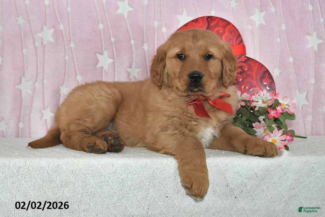 Golden Retriever dogs for sale: Rocket - Ad 4