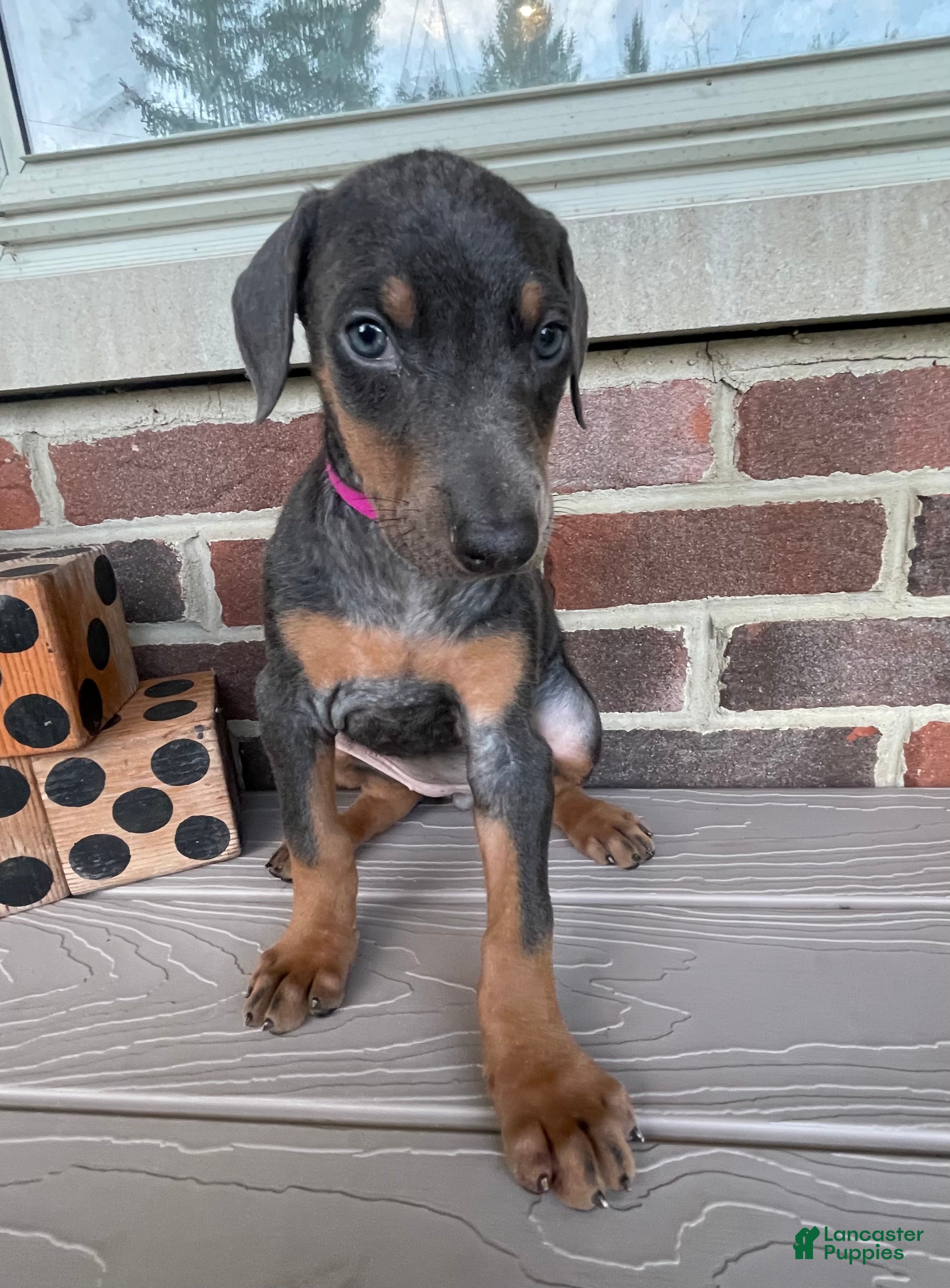 Doberman Pinscher dogs Pheonix - Ad 2
