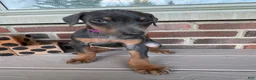 Doberman Pinscher dogs for sale: Pheonix - Ad 2