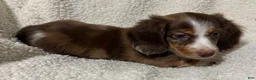 Miniature Dachshund dogs for sale: BLAZE - Ad 10
