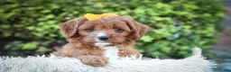 Cavapoo dogs for sale: MAXY - Ad 13