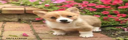 Welsh Corgi Pembroke dogs for sale: Friska  - Ad 3