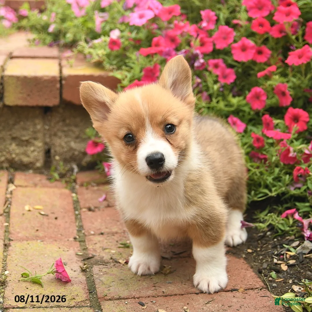 Welsh Corgi Pembroke dogs for sale: Friska  - Ad 3
