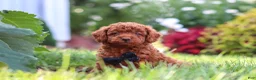 Miniature Poodle dogs for sale: Blake - Ad 3