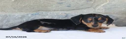 Miniature Dachshund dogs for sale: Violet - Ad 2