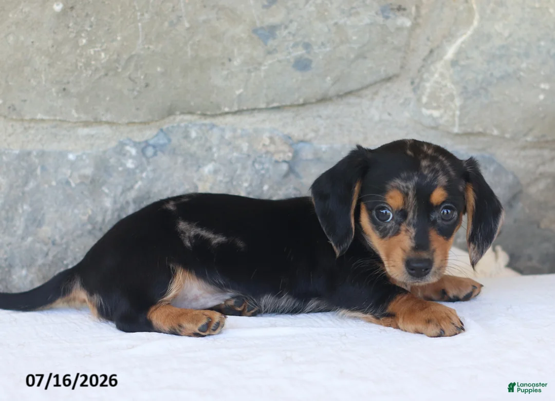 Miniature Dachshund dogs for sale: Violet - Ad 2