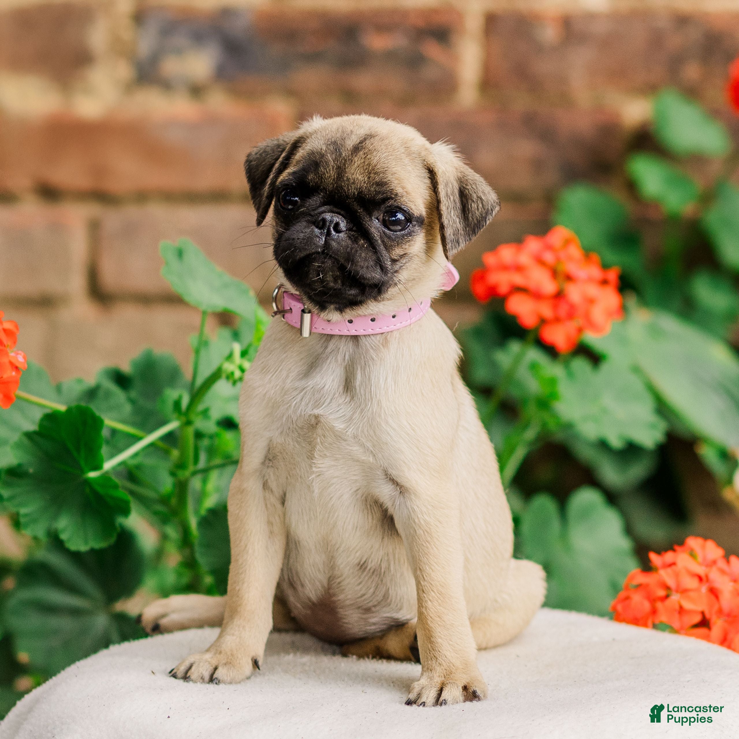 Pug dogs Sugar  - Ad 2