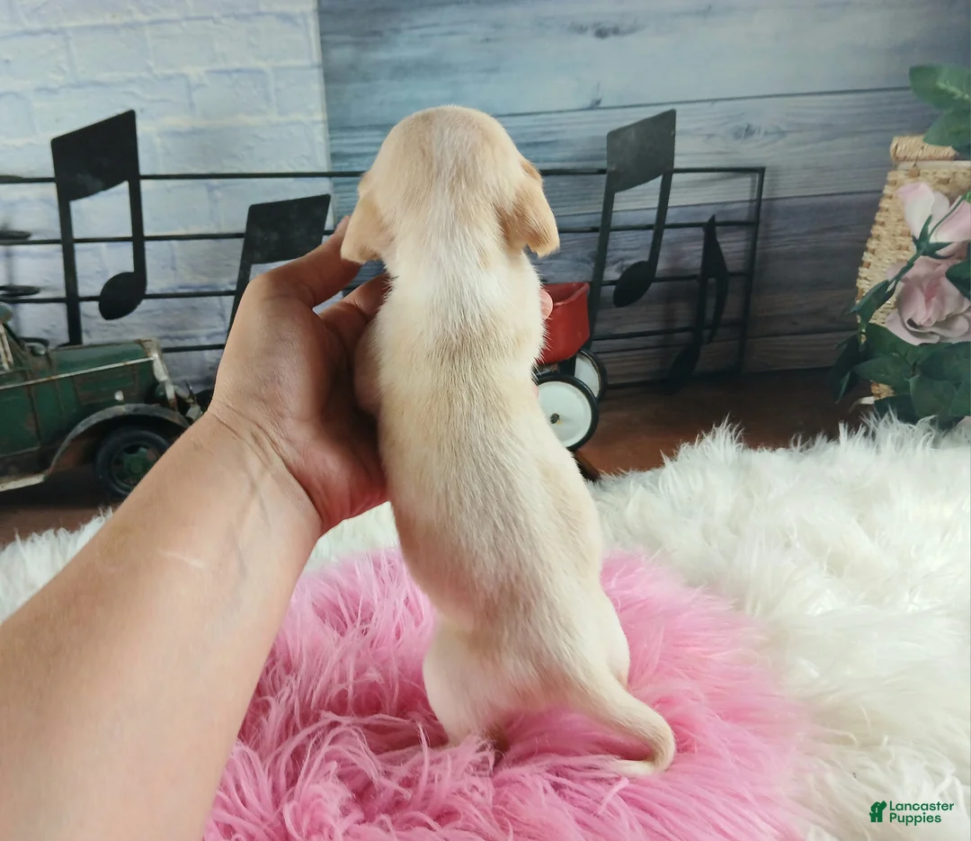 Dachshund dogs for sale: Nationwide delivery. Sugar pies piebald girl chocolate nose - Ad 2