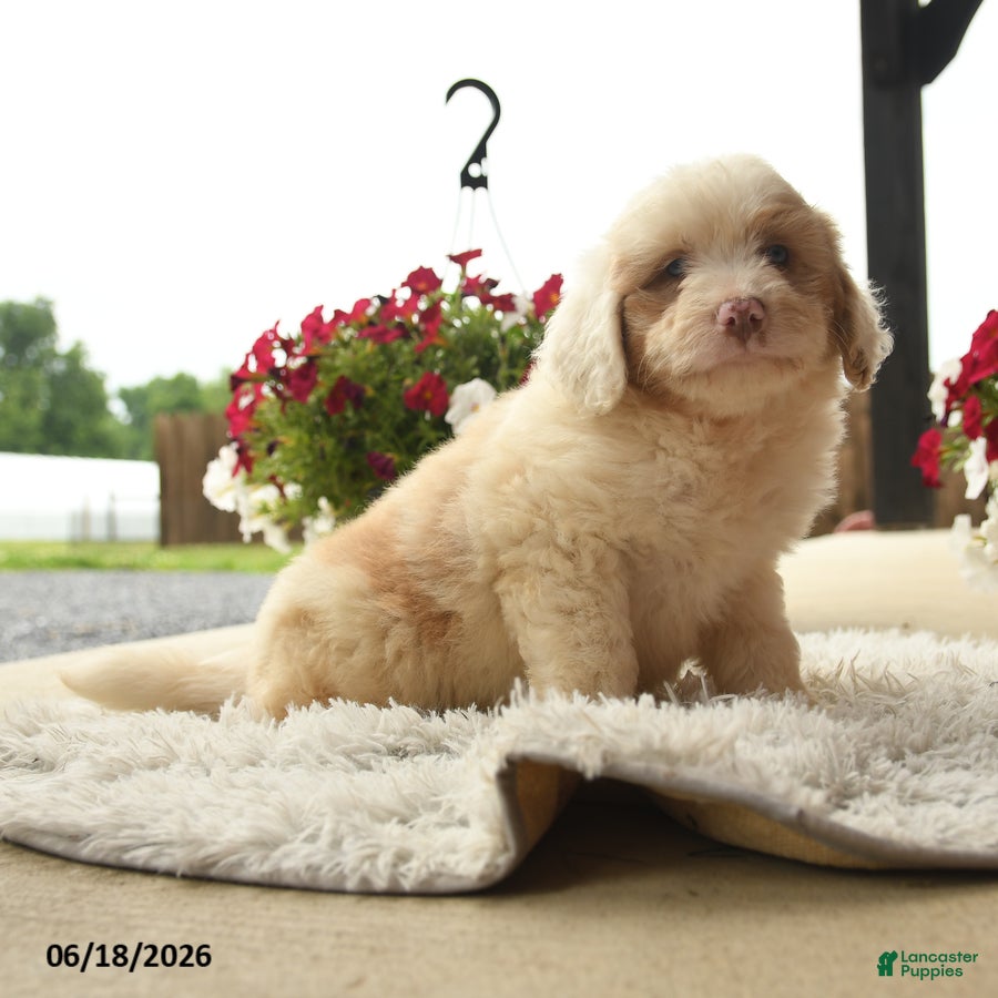 Aussiedoodle dogs Otto - Ad 2