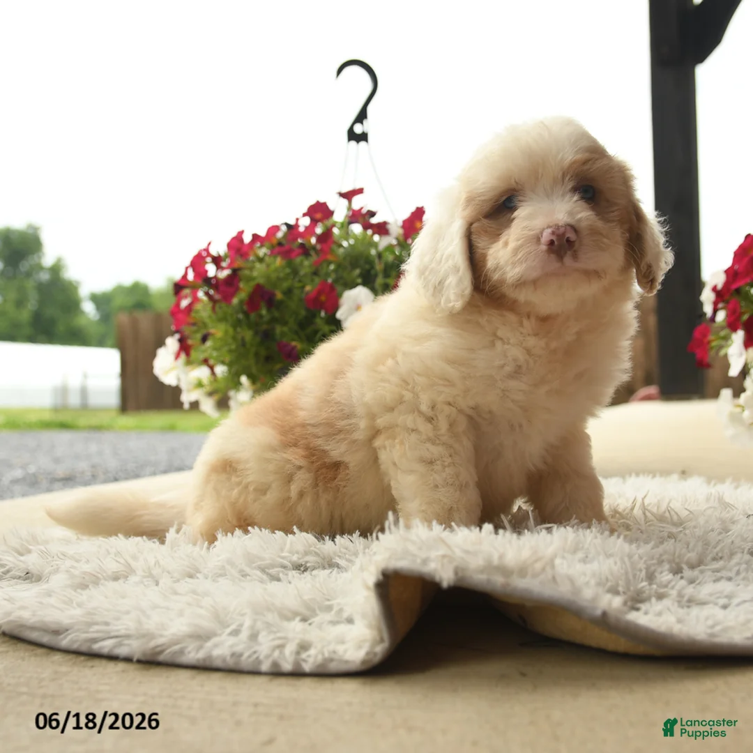 Aussiedoodle dogs for sale: Otto - Ad 3