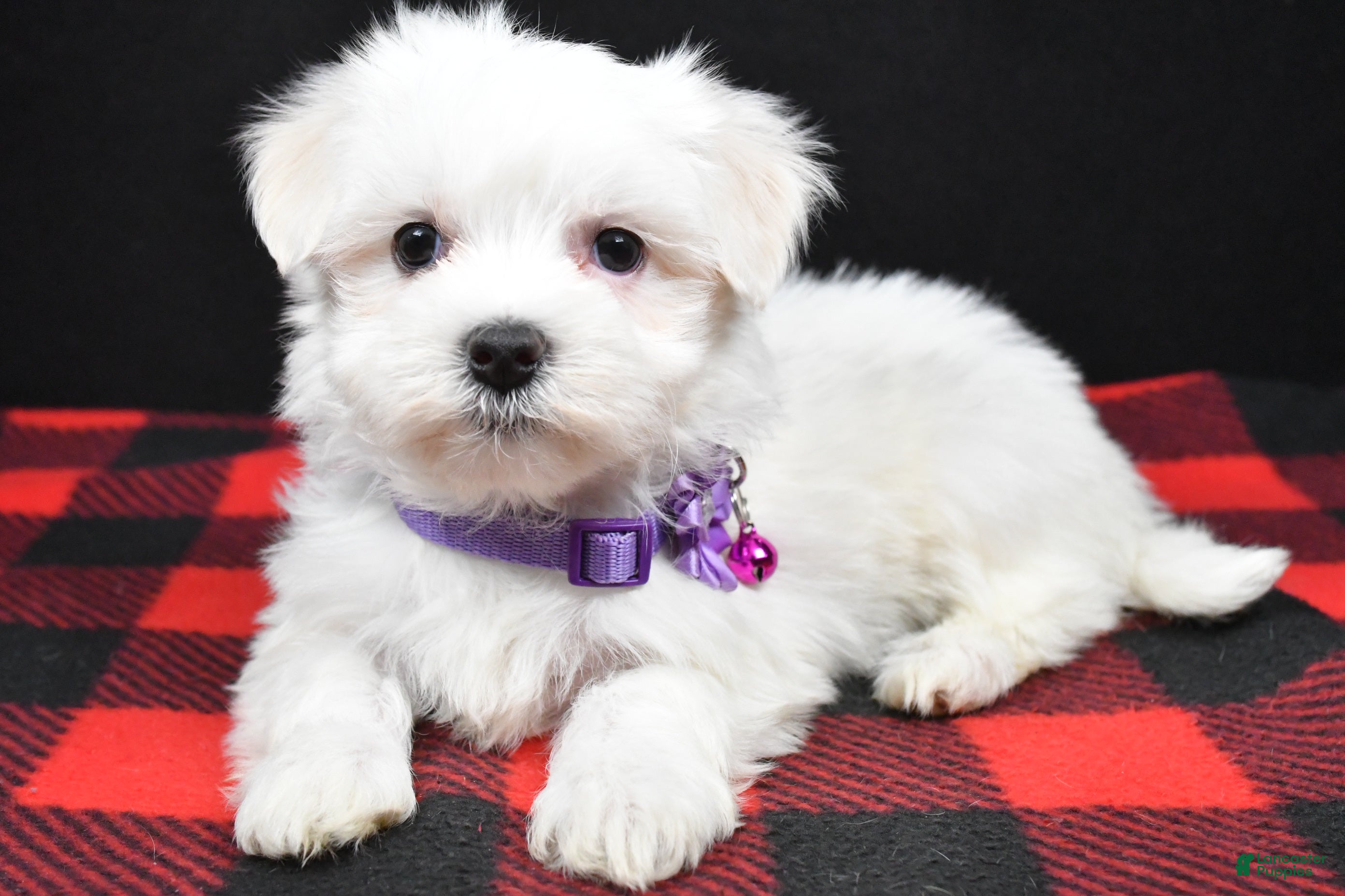 Maltese dogs Milly - Ad 20