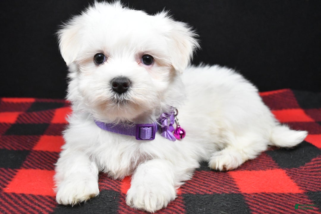 Maltese dogs for sale: Milly - Ad 1