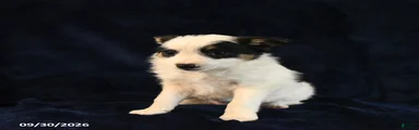 Sofie