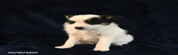 Mixed Breed dogs for sale: Sofie - Ad 1